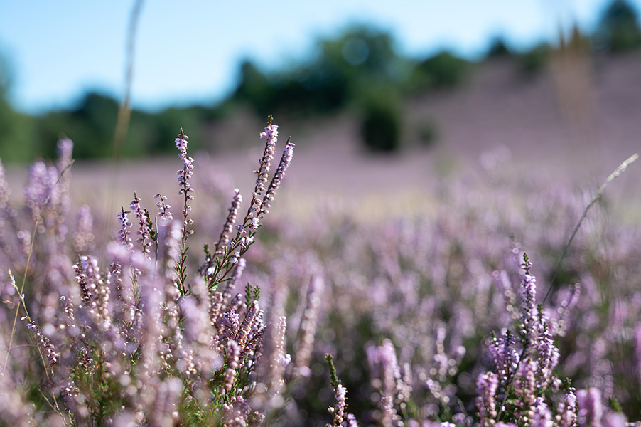 Lüneburger Heide, blühende Heide, lila Heidekraut
