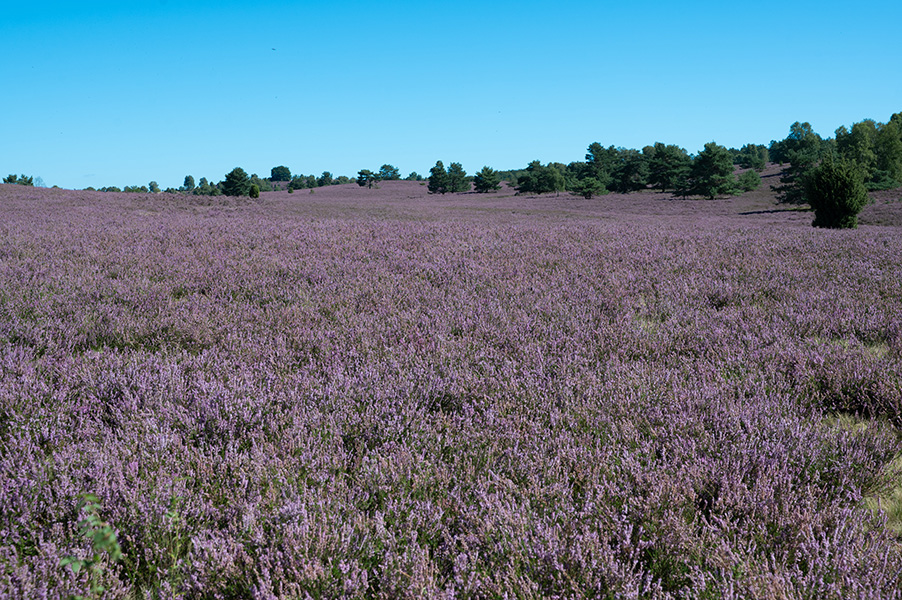 Lüneburger Heide, blühende Heide, lila Heide